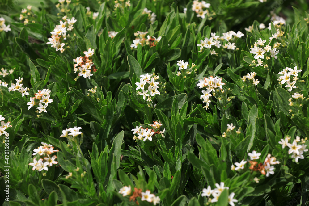 Sand guiding grass flowers on saline alkali land, North China Sand guiding grass flowers on saline alkali land, North China