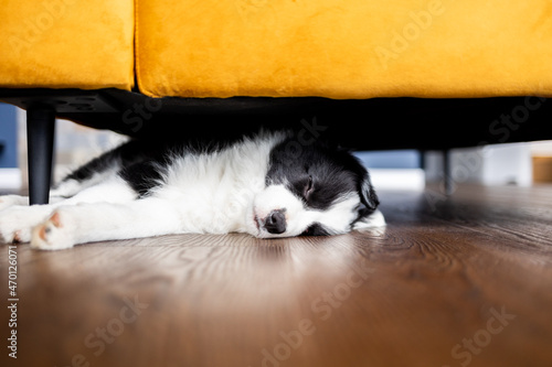 Puppy dog sleeping under furnitures at home