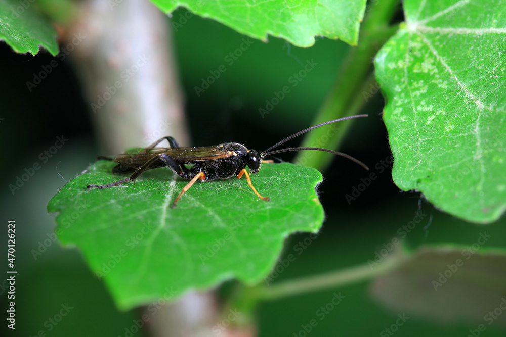Bee insects in the wild, North China Bee insects in the wild, North China