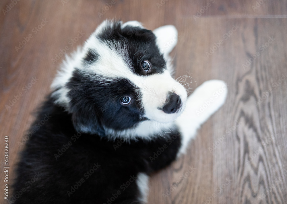 Obraz premium Puppy dog eyes looking at camera Border Collie