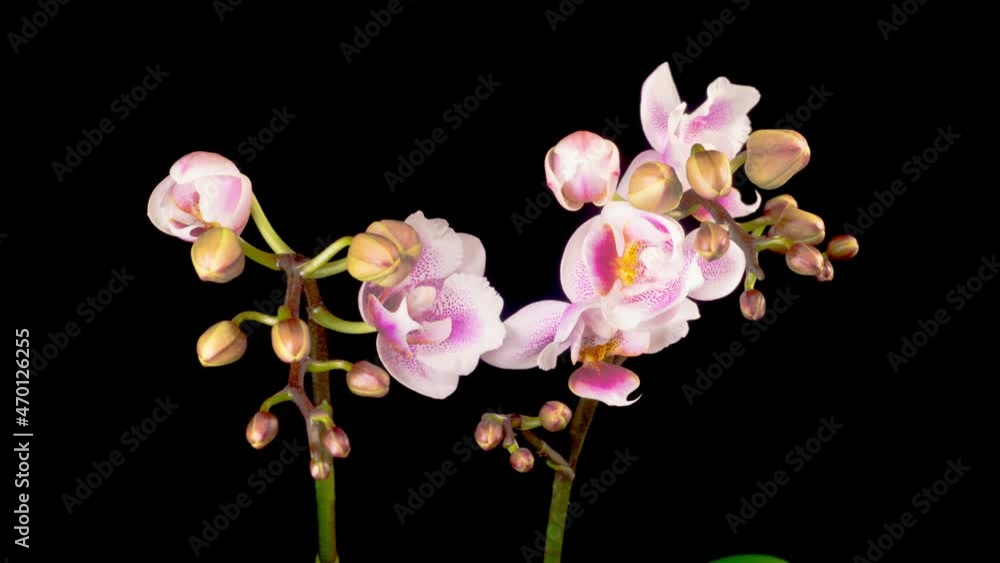 Orchid Blossoms. Blooming Pink Orchid Phalaenopsis Flowers on Black Background. Time Lapse. 4K. Orchid Blossoms. Blooming Pink Orchid Phalaenopsis Flowers on Black Background. Time Lapse. 4K.