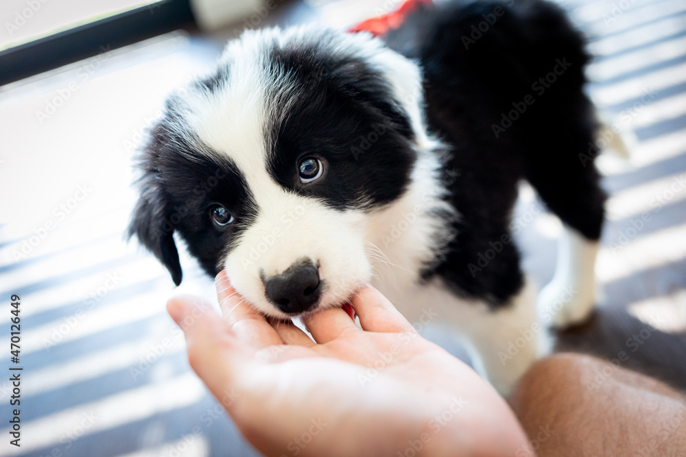 Puppy dog biting hand and want to play Border Collie Puppy dog biting hand and want to play Border Collie