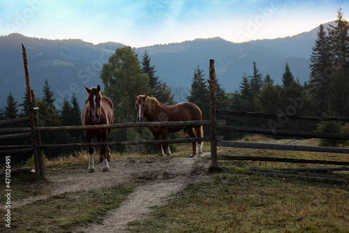 Beautiful view of horses near wooden fence in mountains © New Africa