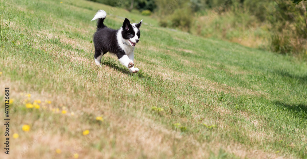 Happy puppy dog running on green grass
