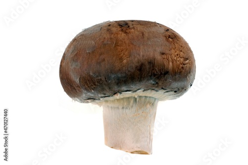 Champignon de Paris brun cru isolé sur fond blanc photo