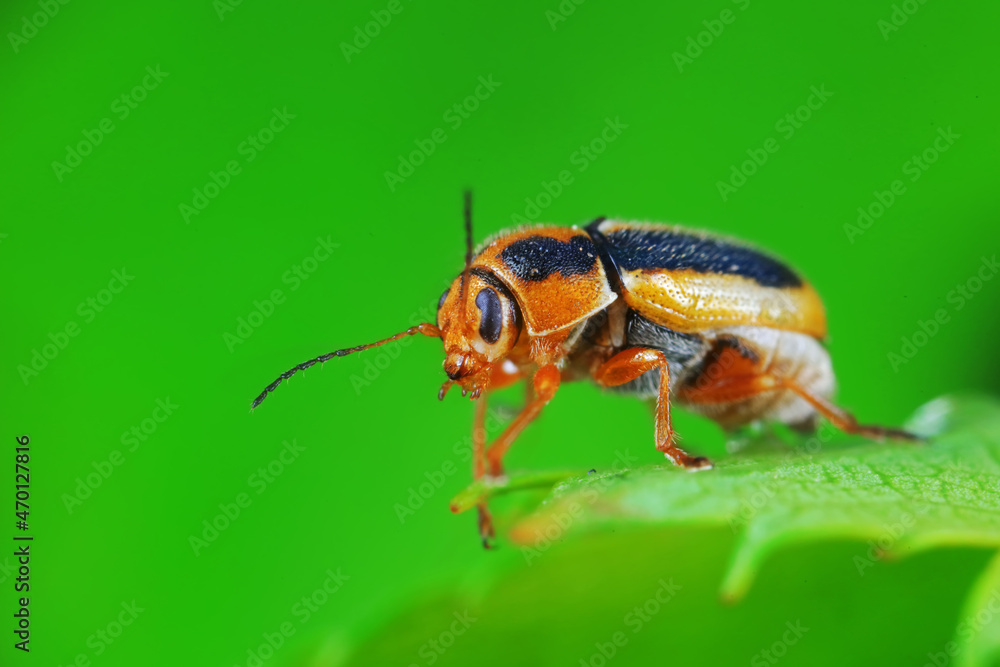 Leaf beetle on wild plants, North China Leaf beetle on wild plants, North China