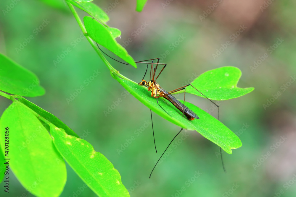 Fototapeta premium mosquito insect in the wild, North China