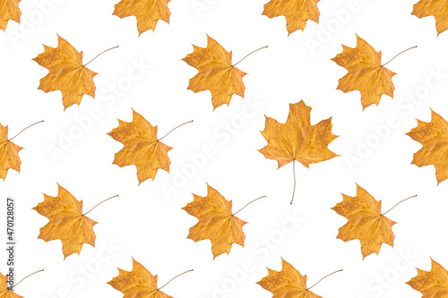 Seamless pattern of orange autumn maple leaves isolated on white background