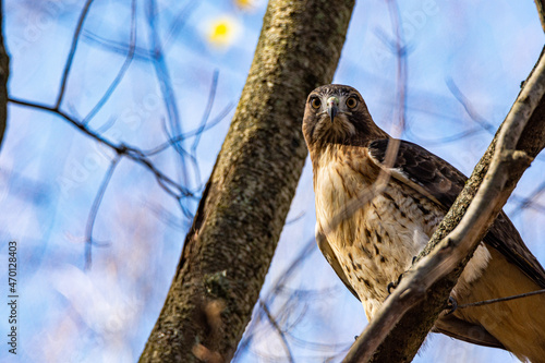 Red tailed hawk
