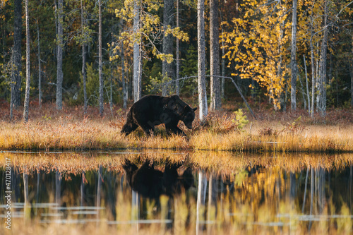 Wild brown bear in Finland wetlands © jakubstepan