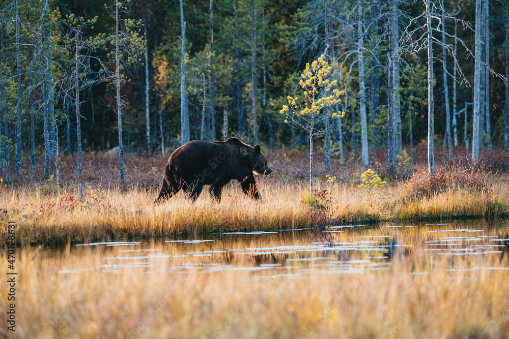 Wild brown bear in Finland wetlands Wild brown bear in Finland wetlands