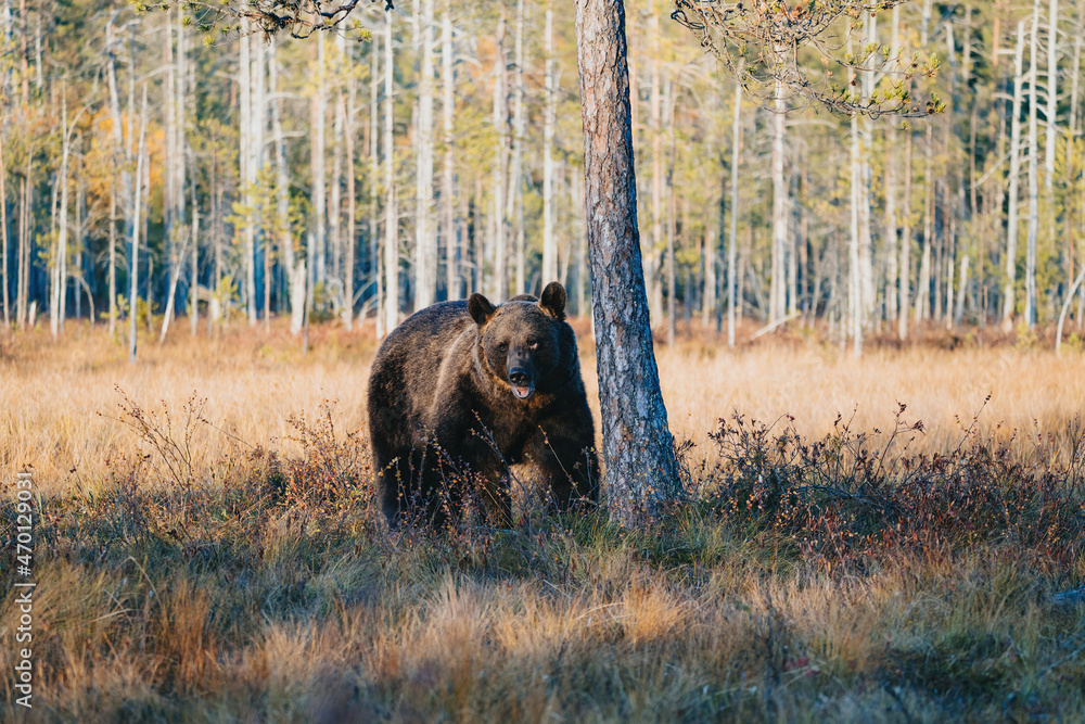 Wild brown bear in Finland wetlands Wild brown bear in Finland wetlands