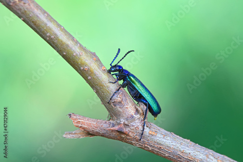 Coleoptera insect -- green Daphne genkwa  North China