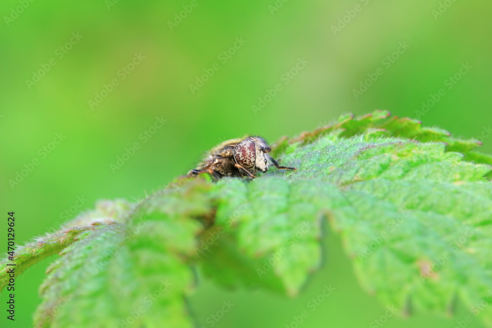 Aphid eating flies in the wild, North China Aphid eating flies in the wild, North China