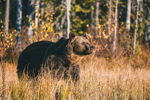 Wild brown bear in Finland wetlands