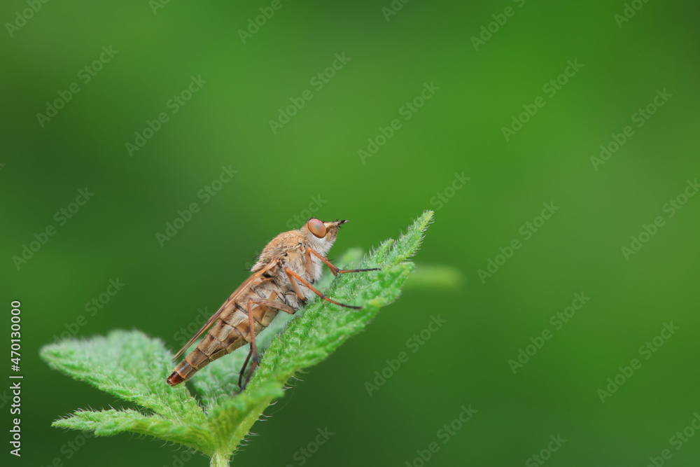 Gadfly on wild plants, North China Gadfly on wild plants, North China