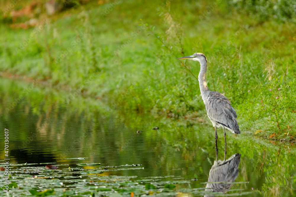 Naklejka premium great blue heron