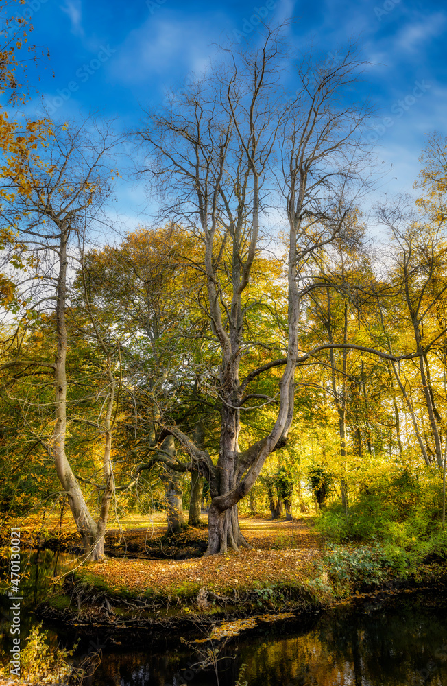Parkanlage in der Sonne mit einem Teich und zwei knorrigen Bäumen im Vordergrund im Herbst 