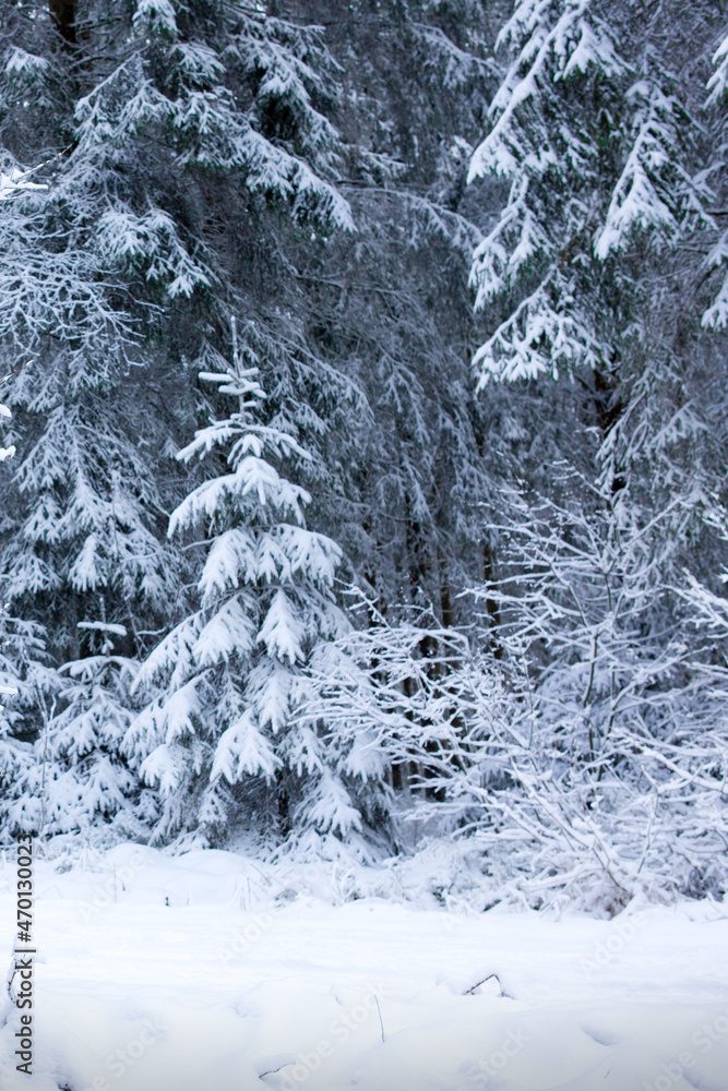 Winter landscape with snow covered fir trees. Winter landscape with snow covered fir trees.