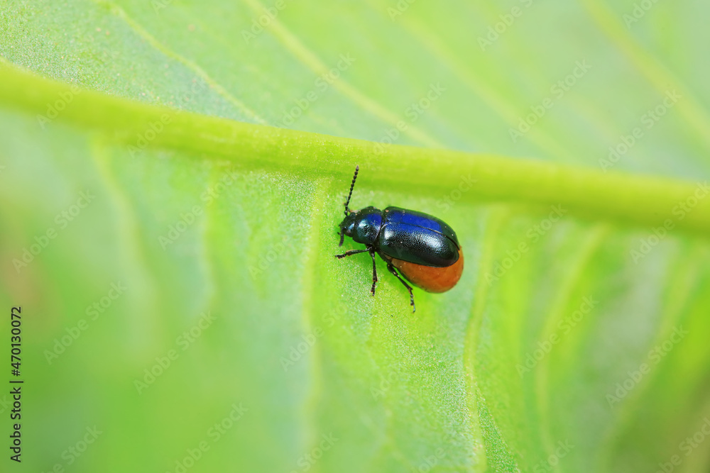 Naklejka premium Leaf beetle on wild plants, North China