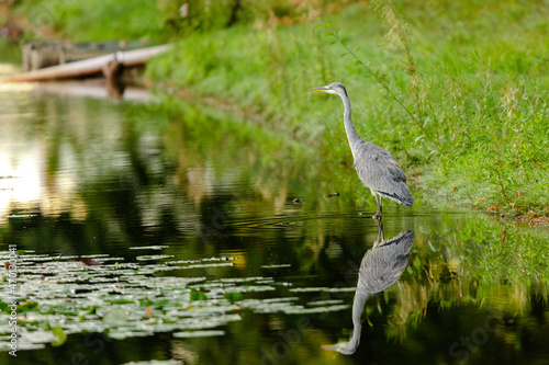 great blue heron