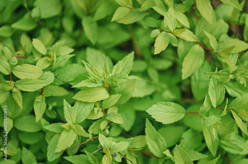 Fototapeta premium green leaves in selective focus