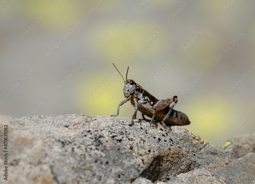 grasshopper on a rock grasshopper on a rock