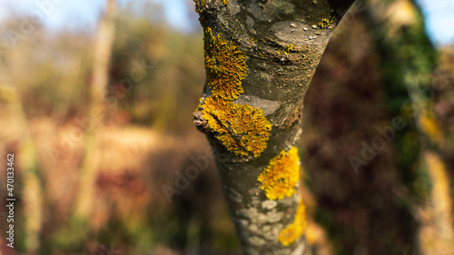 moss grows on a tree