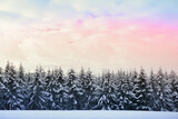 Winter forest with white fir trees covered with snow .