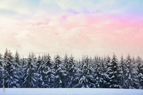 Winter forest with white fir trees covered with snow .