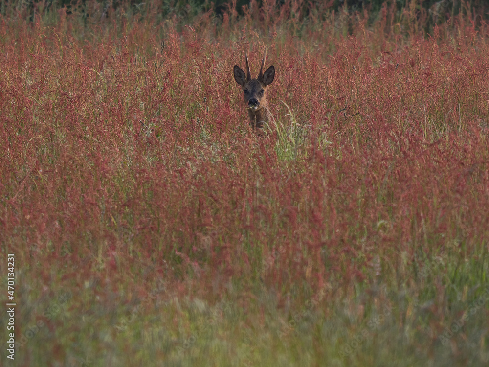 Reh Bock auf der farbenfrohen Wiese Reh Bock auf der farbenfrohen Wiese