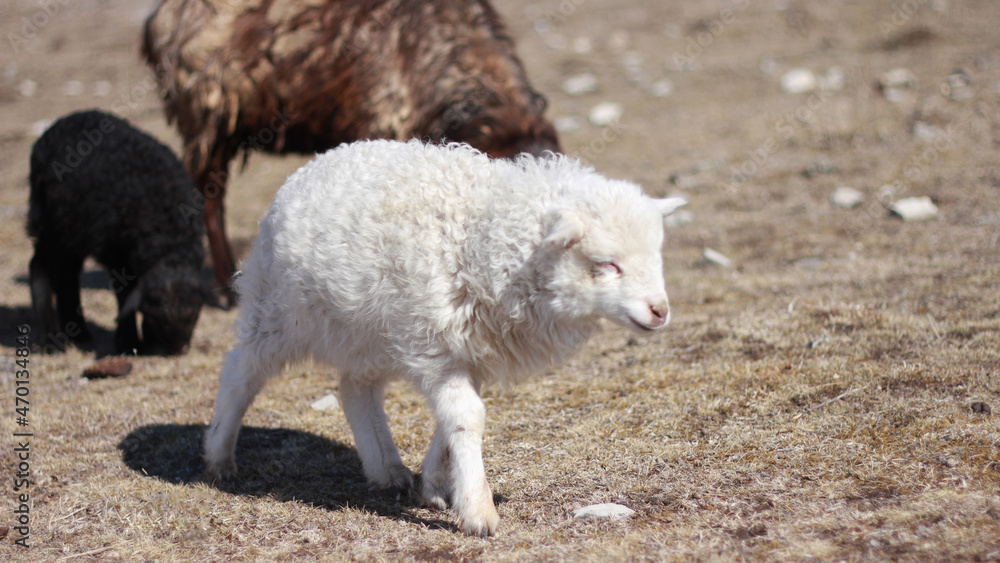 Naklejka premium sheep and lamb