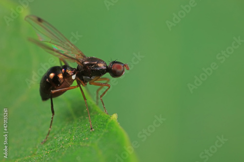 Flies on wild plants, North China © zhang yongxin