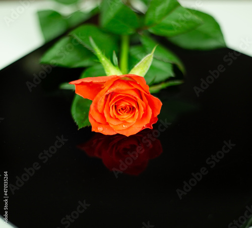 Beautiful red rose on black background