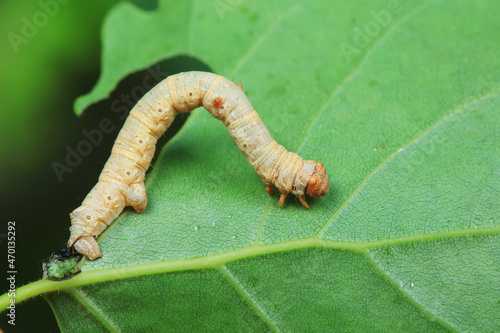 Lepidoptera larva inchworm in the wild, North China