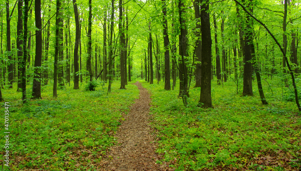 green forest in spring green forest in spring