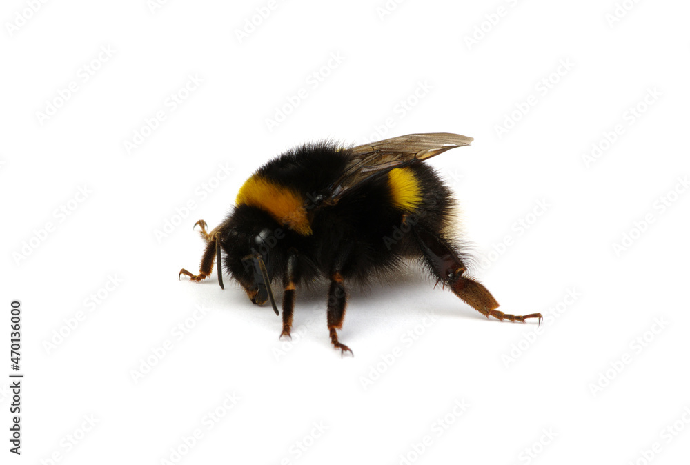 Bumblebee (Bombus) insect isolated on white Bumblebee (Bombus) insect isolated on white