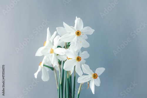 Gentle spring bouquet of aromatic white narcissus flowers with high green stems on light grey pastel background close view