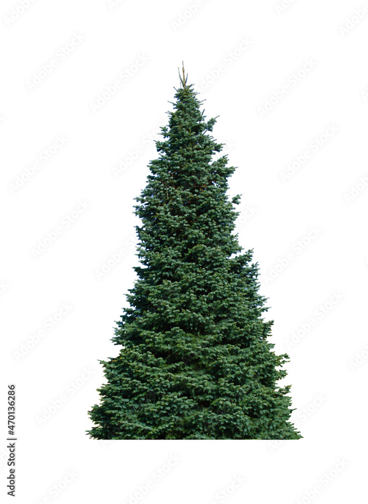 Obraz premium Natural evergreen single tree