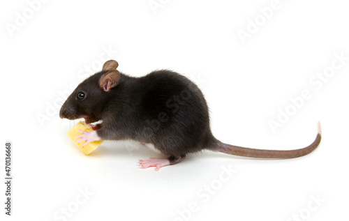 Rat and cheese isolated on white