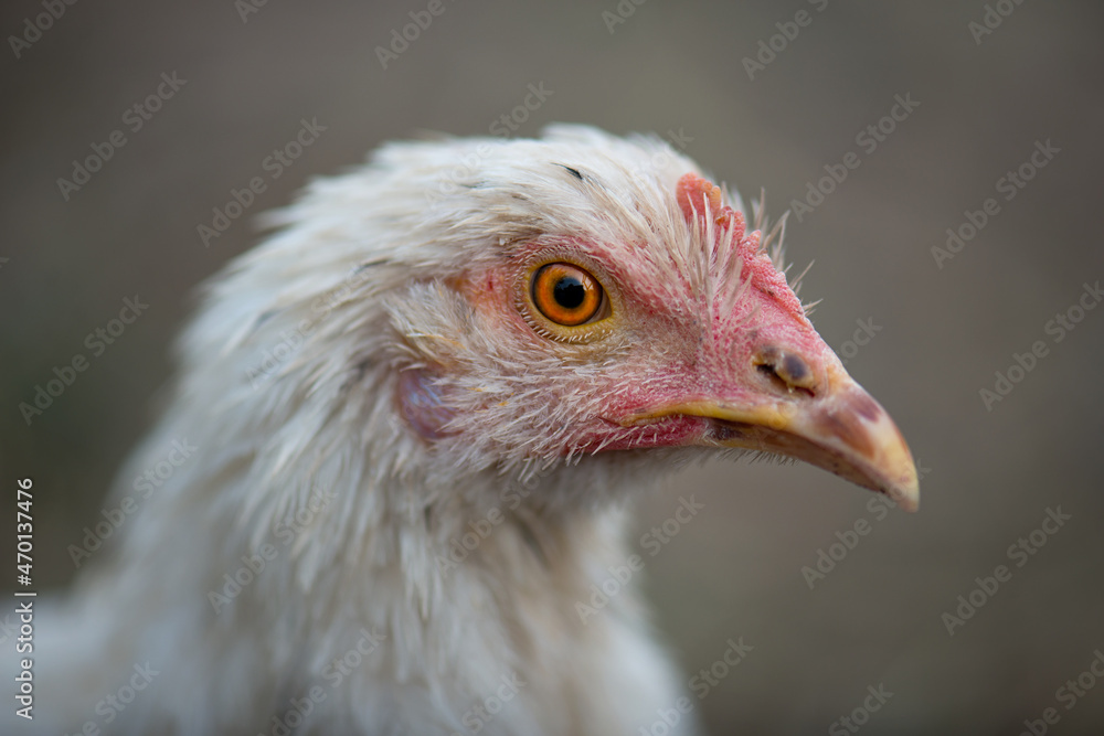 Portrait of a young white chicken isolated on a gray background of a rural farm. Close-up of a chicken with a small scallop and a brown beak smeared in the ground. Growing of poultry Portrait of a young white chicken isolated on a gray background of a rural farm. Close-up of a chicken with a small scallop and a brown beak smeared in the ground. Growing of poultry