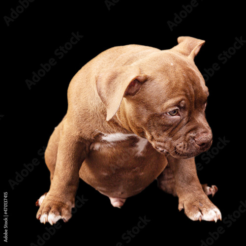A brown American bully puppy with uncut ears. Close-up  isolated on a black background