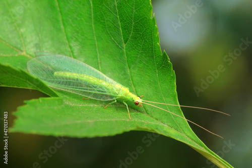 A functional insect of the order Neuroptera in the wild, North China © zhang yongxin