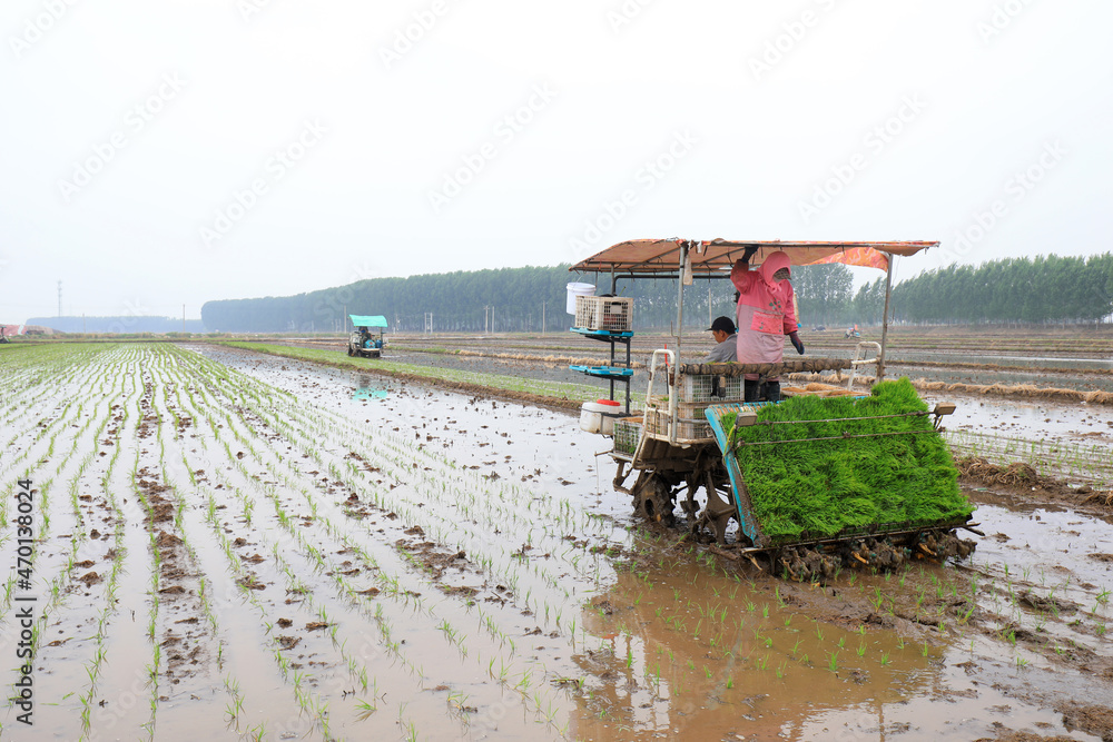 Fototapeta premium Farmers use rice transplanters to grow rice on farms, North China