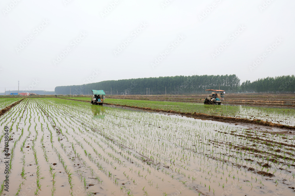 Farmers use rice transplanters to grow rice on farms, North China Stock ...