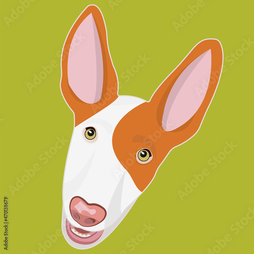 Ibizan Hound muzzle. Podenco ibicenco breed. Stylish dog portrait. Smart and funny dog head icon. Big ears. Flat vector illustration photo