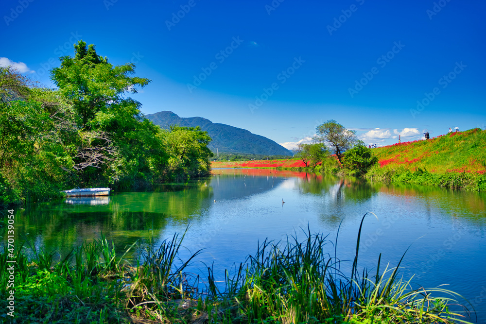 Fototapeta premium 津屋川堤防の彼岸花