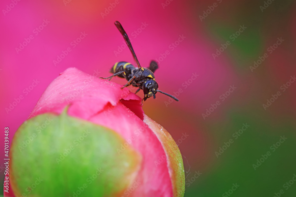 Naklejka premium Bee insects in the wild, North China