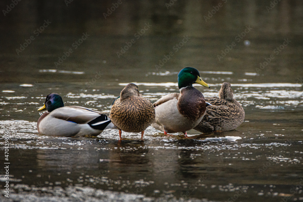 Obraz premium ducks in the water