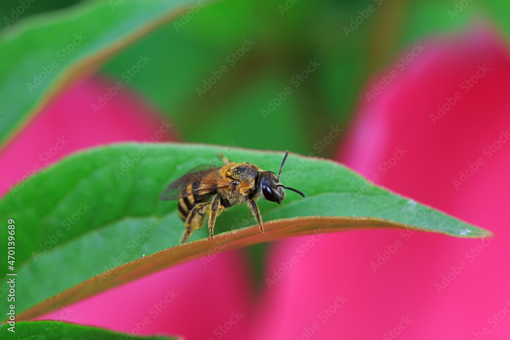 Bees gather honey on peony flowers, North China Bees gather honey on peony flowers, North China